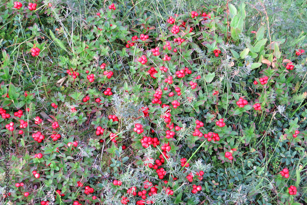 Close-up of wild red lingon berries in the Norwegian woods, Norway, Europe