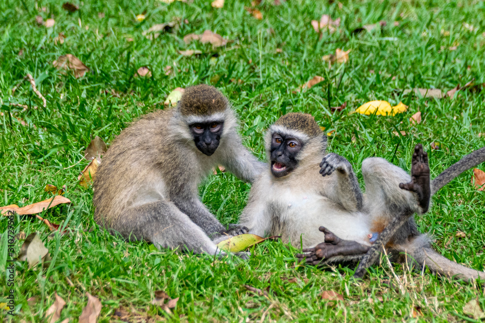 Rough and tumble as vervet monkey (Chlorocebus pygerythrus) play, Entebbe, Uganda Rough and tumble as vervet monkey (Chlorocebus pygerythrus) play, Entebbe, Uganda