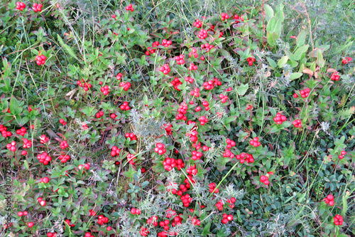 Close-up of wild red lingon berries in the Norwegian woods, Norway, Europe