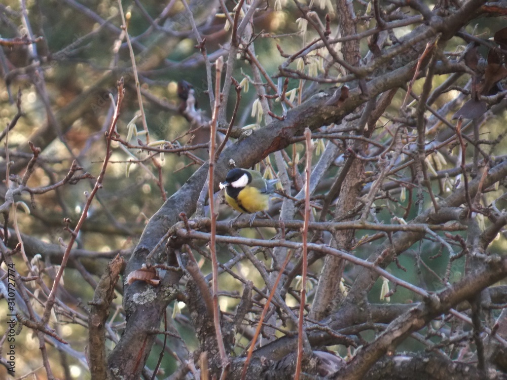 a small bird on a branch in the fall a small bird on a branch in the fall