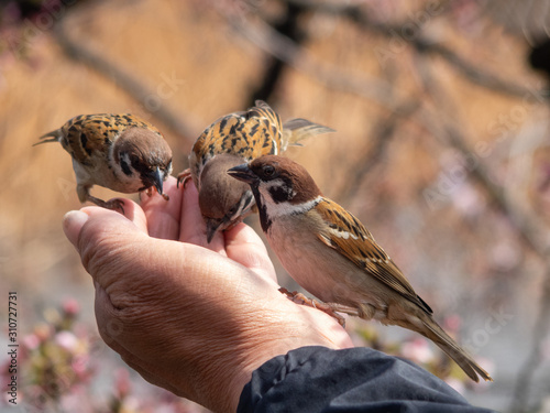 Papier peint Tree sparrows pecking seeds in a person's hand