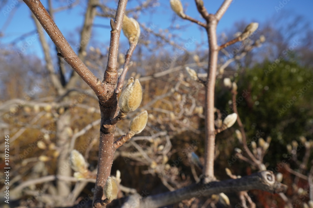 branch of a tree pulp branch of a tree pulp