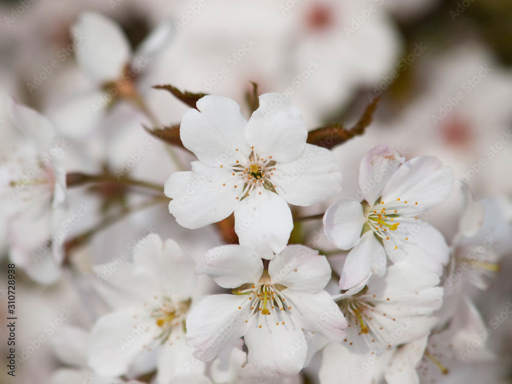 Midland hawthorn medical plant reduce the blood pressure Midland hawthorn medical plant reduce the blood pressure