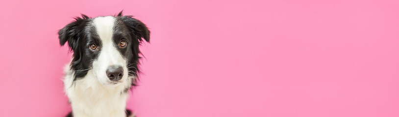 Funny studio portrait of cute smilling puppy dog border collie isolated on pink background. New lovely member of family little dog gazing and waiting for reward. Pet care and animals concept