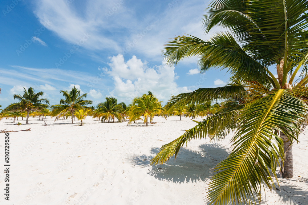 Fototapeta premium Palm trees with pinnated leaves growing on a beach with white sand. Midday sun