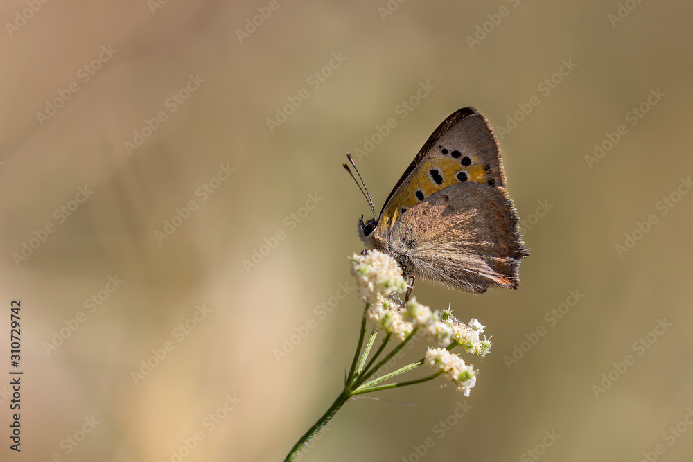 Obraz premium butterfly on flower