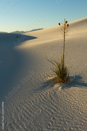 A single Soaptree Yucca Plant stands tall in the afternoon light