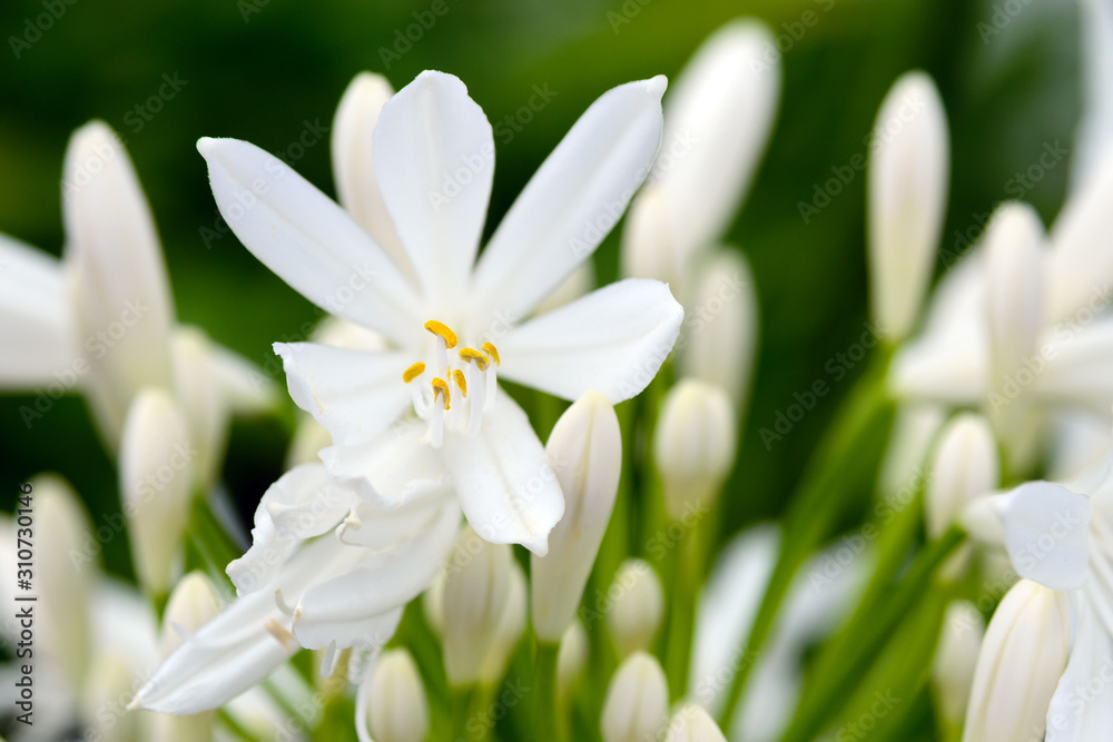 White agapanthus flowers on a blurry green background. Flower of Love. Agapanthus is used for indoor cultivation, landscape design and flower arranging. San Miguel Island, Azores, Portugal White agapanthus flowers on a blurry green background. Flower of Love. Agapanthus is used for indoor cultivation, landscape design and flower arranging. San Miguel Island, Azores, Portugal