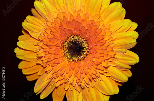 Gerbera a genus of plants Asteraceae 