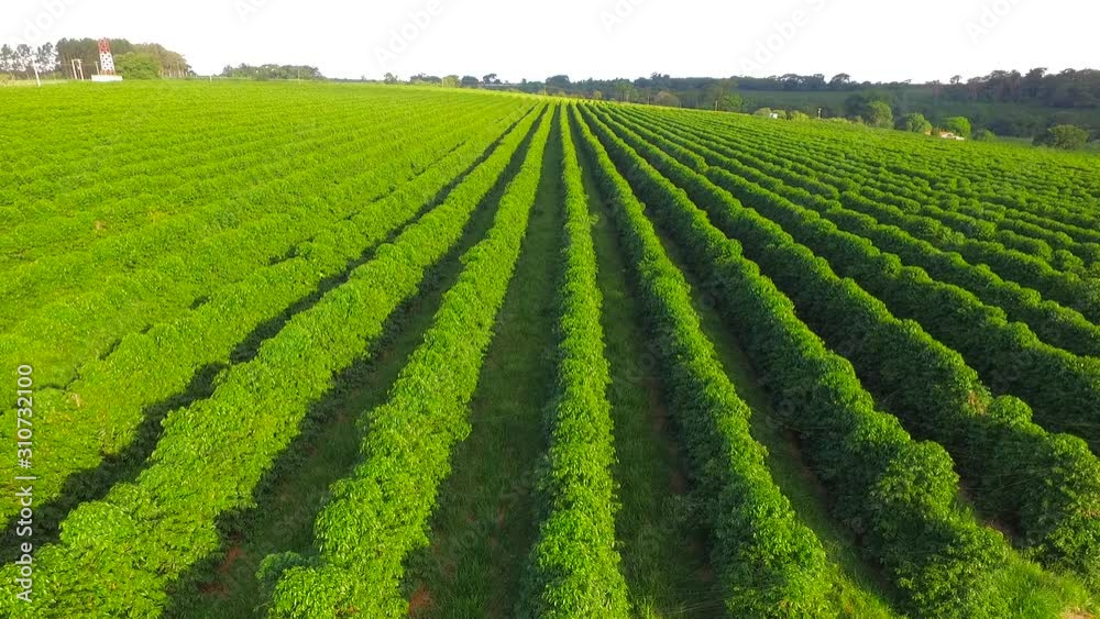 coffee plantation in Brazil, improves overall cognitive functioning of the brain, speeding response time and facilitating memorization, Coffee also positively encourages mood. coffee plantation in Brazil, improves overall cognitive functioning of the brain, speeding response time and facilitating memorization, Coffee also positively encourages mood.