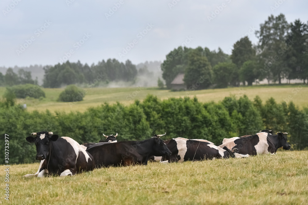 herd of cows grazing in field