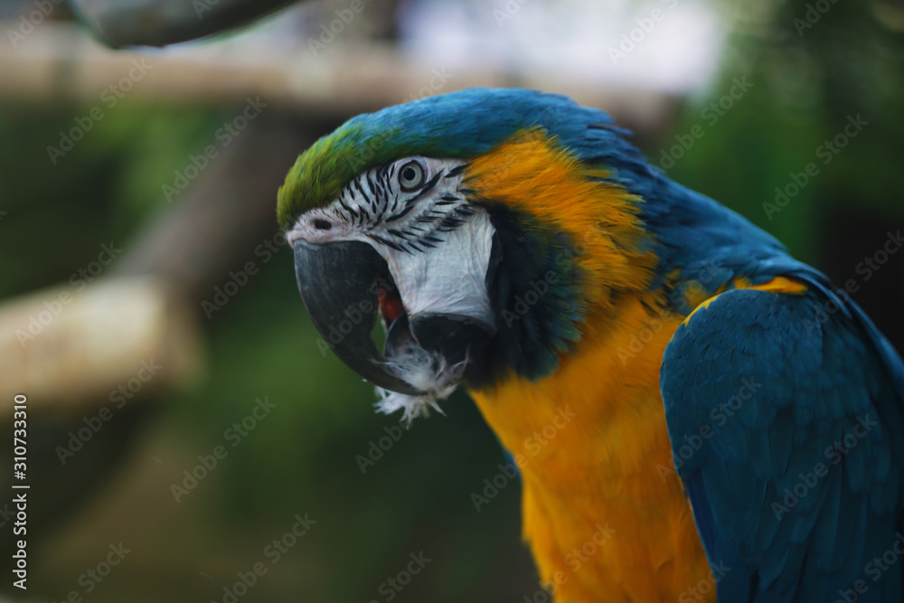 Bright beautiful parrot of blue and yellow colors close up  animal photo