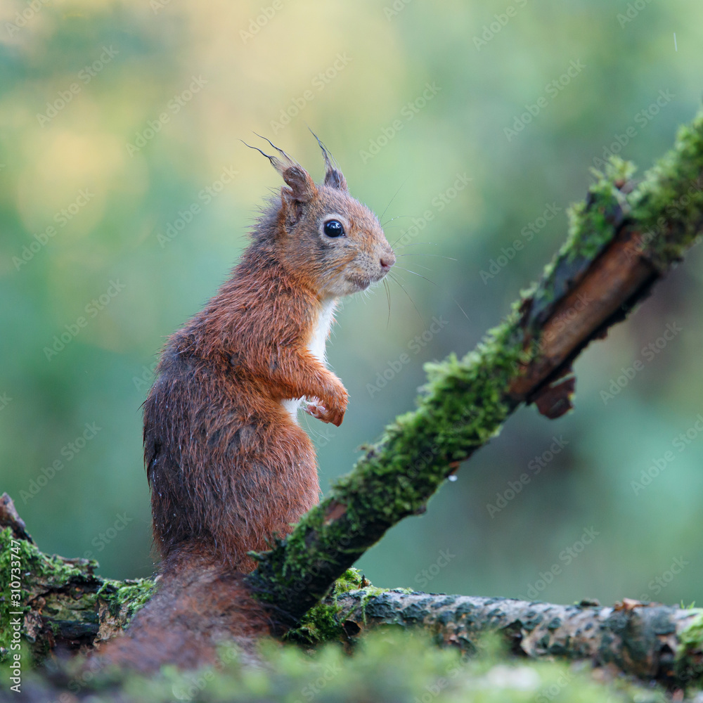 Obraz premium Red Eurasian squirrel searching for food in the forest in the South of the Netherlands