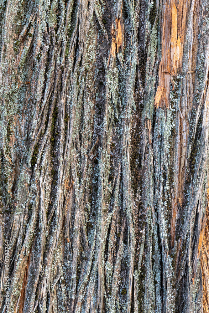 Obraz premium Closeup Tree Bark Texture For Background or Overlay