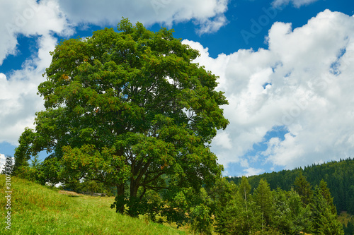 beautiful big trees and summer landscape, high spruces on hills, blue cloudy sky and wildflowers - travel destination scenic, carpathian mountains