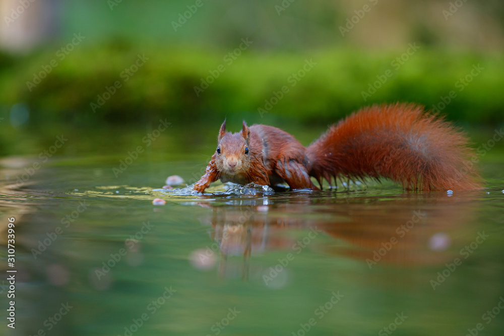 Red Eurasian squirrel searching for food in a pond in the forest in the South of the Netherlands