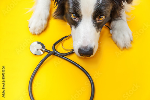 Puppy dog border collie and stethoscope isolated on yellow background. Little...