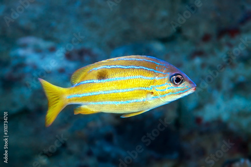 Lutjanus kasmira - Bluestripe snapper