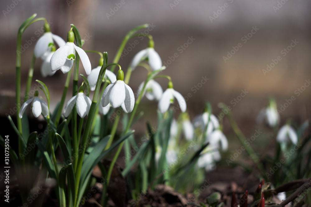 Galanthus - spring bulb plant, white early flowers in the garden, background. Snowdrops Galanthus - spring bulb plant, white early flowers in the garden, background. Snowdrops