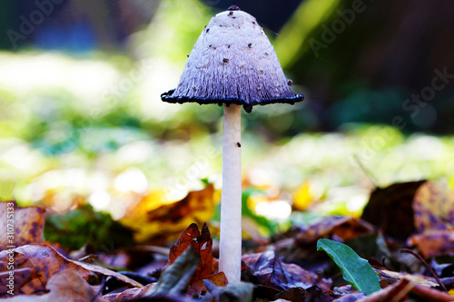White mushroom growing in forest close up macro bright vibrant photo