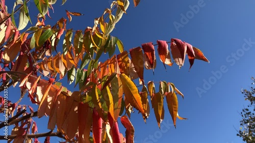 Autumn bright foliage of a tree on a background of blue sky. Nature in the fall