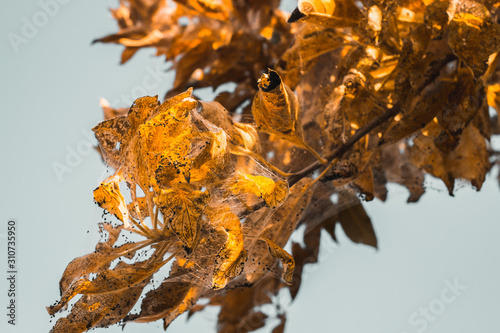 A group of Moth Caterpillars on leaf photo