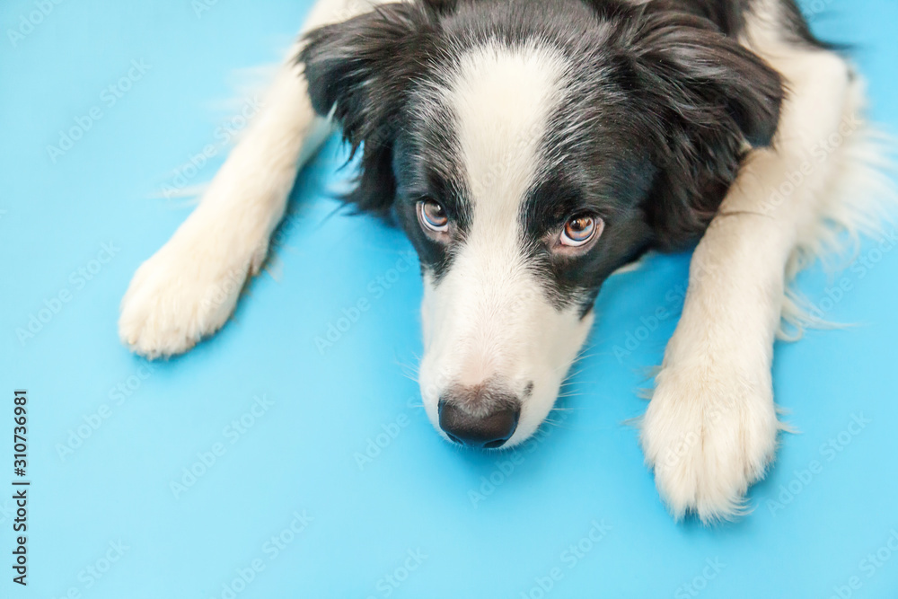 Funny studio portrait of cute smilling puppy dog border collie isolated on blue background. New lovely member of family little dog gazing and waiting for reward. Pet care and animals concept