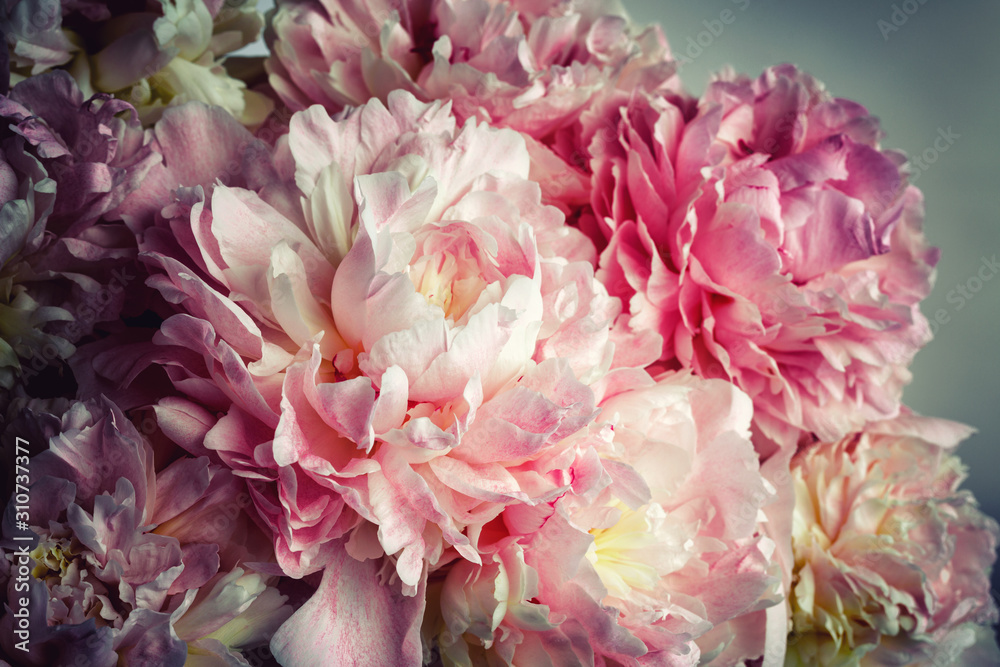 Fluffy pink peonies flowers background Fluffy pink peonies flowers background