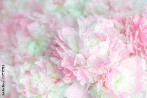 Fototapeta Naklejka Na Ścianę i Meble -  Fluffy pink peonies flowers background