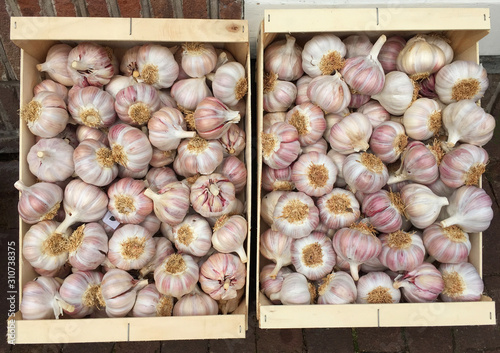 garlic