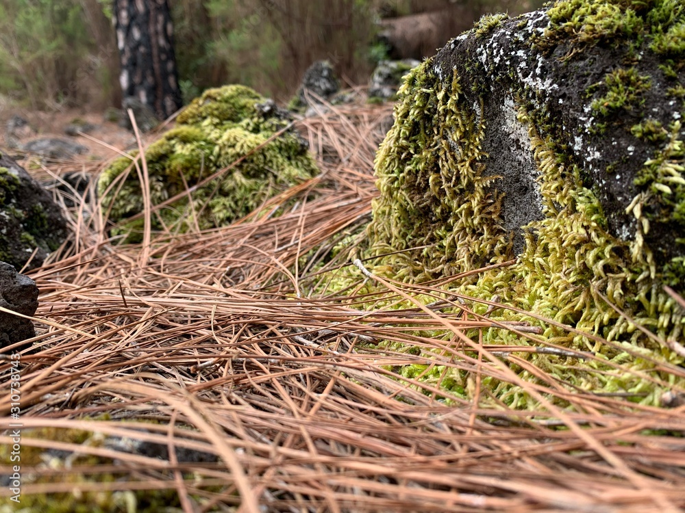 wald wald