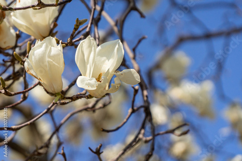 Wallpaper Mural white flowers of magnolia on blue sky background Torontodigital.ca