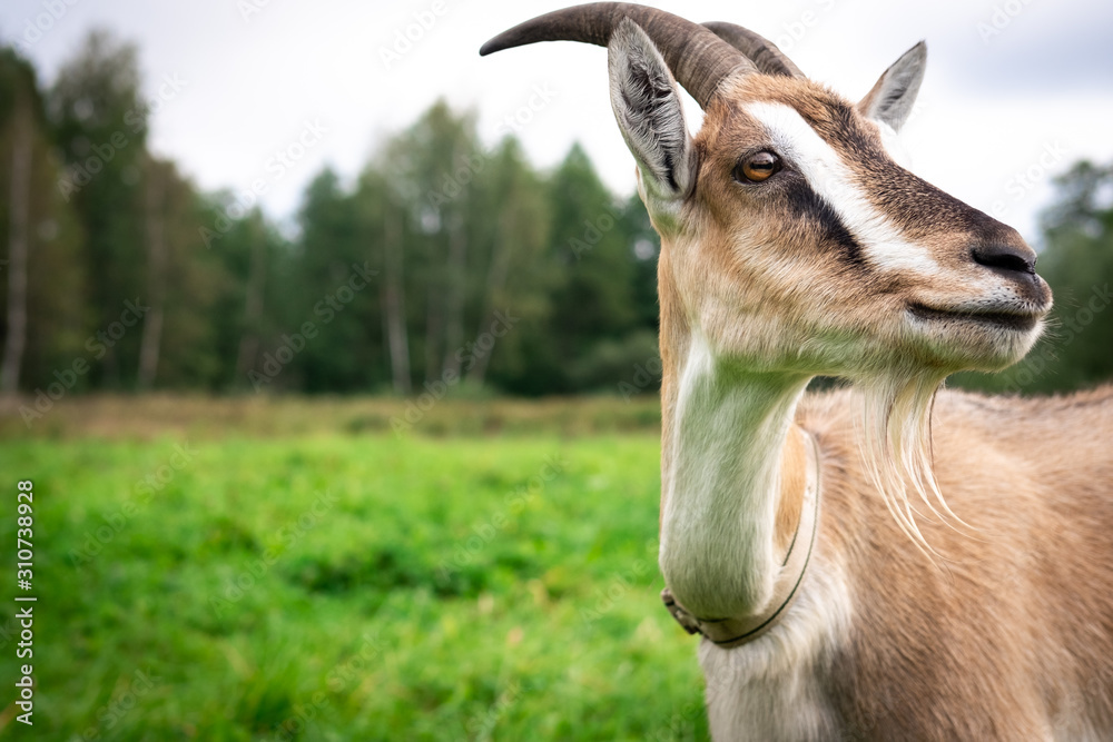 Portrait of an adult beautiful brown female goat on a farm, eating green grass on a field on a summer day. Close up, copy space Portrait of an adult beautiful brown female goat on a farm, eating green grass on a field on a summer day. Close up, copy space