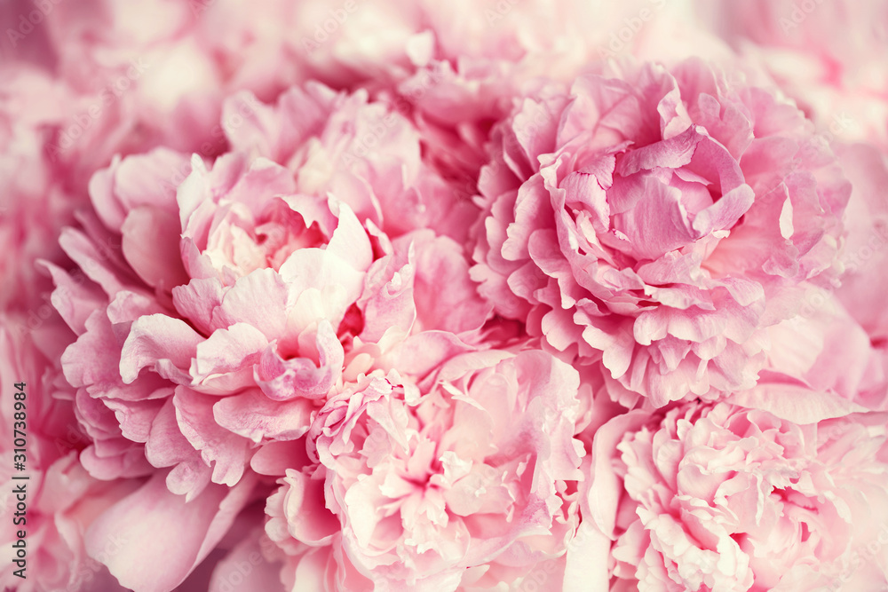 Fluffy pink peonies flowers background