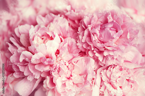 Fluffy pink peonies flowers background