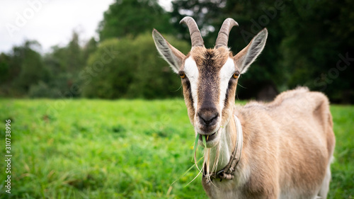 Portrait of an adult beautiful brown female goat on a farm, eating green grass on a field on a summer day. Close up, copy space