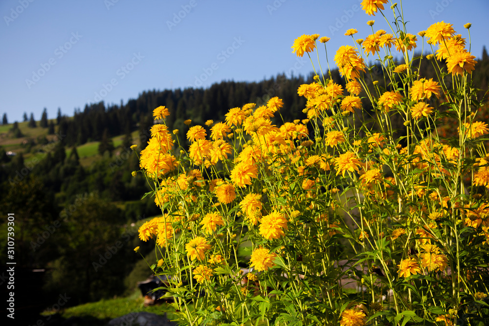 Obraz premium field of yellow flowers