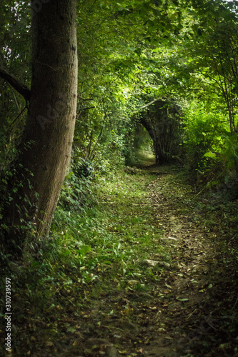 Camino de Santiago. Way to Santiago de Compostela. Green corridor. Tunnel of bushes and trees. The road in a dense forest. Natural arch of greenery and fallen leaves. Beauty of nature.