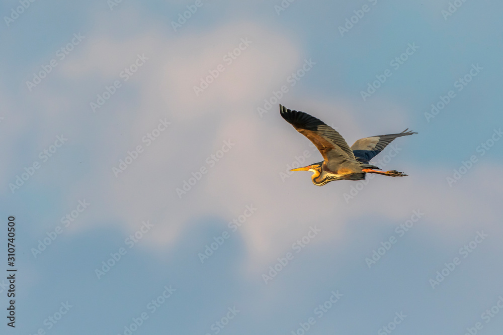 Purple heron (Ardea purpurea)