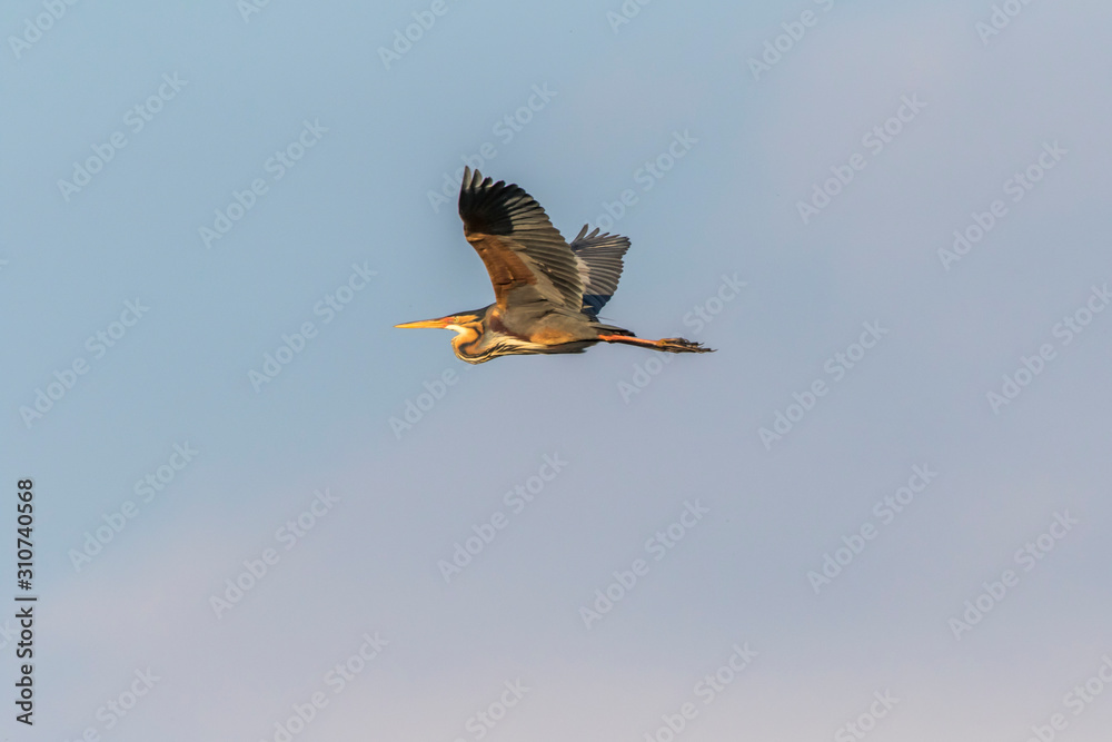 Purple heron (Ardea purpurea)