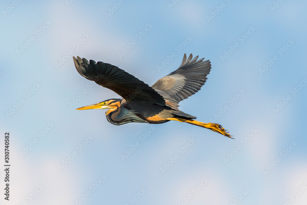 Purple heron (Ardea purpurea)