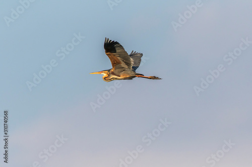 Obraz na płótnie Purple heron (Ardea purpurea) w salonie