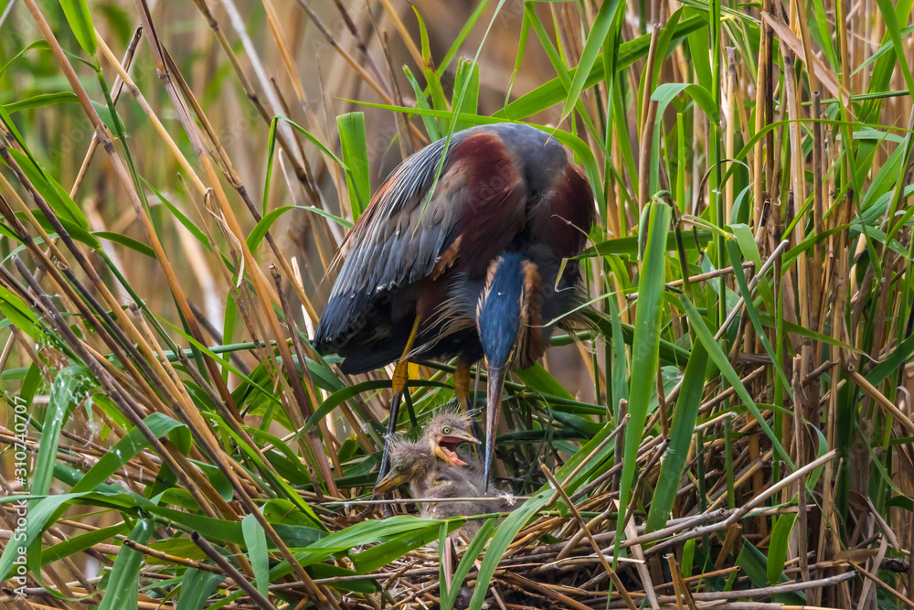 Purple heron (Ardea purpurea)