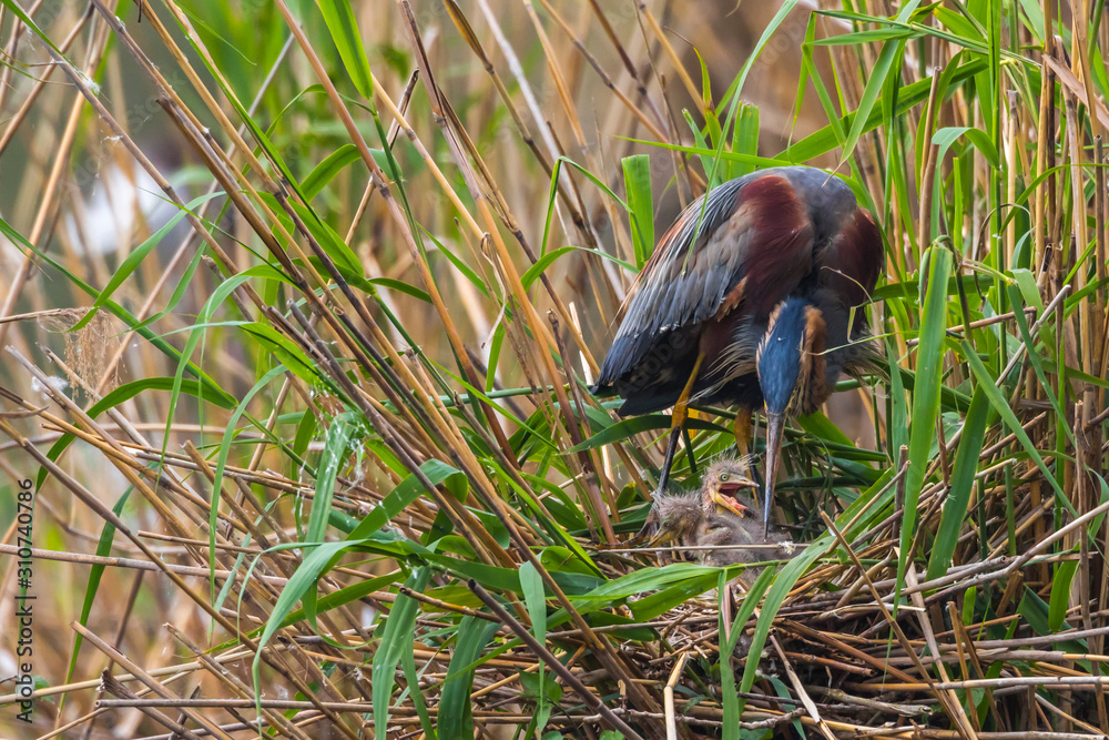 Purple heron (Ardea purpurea)