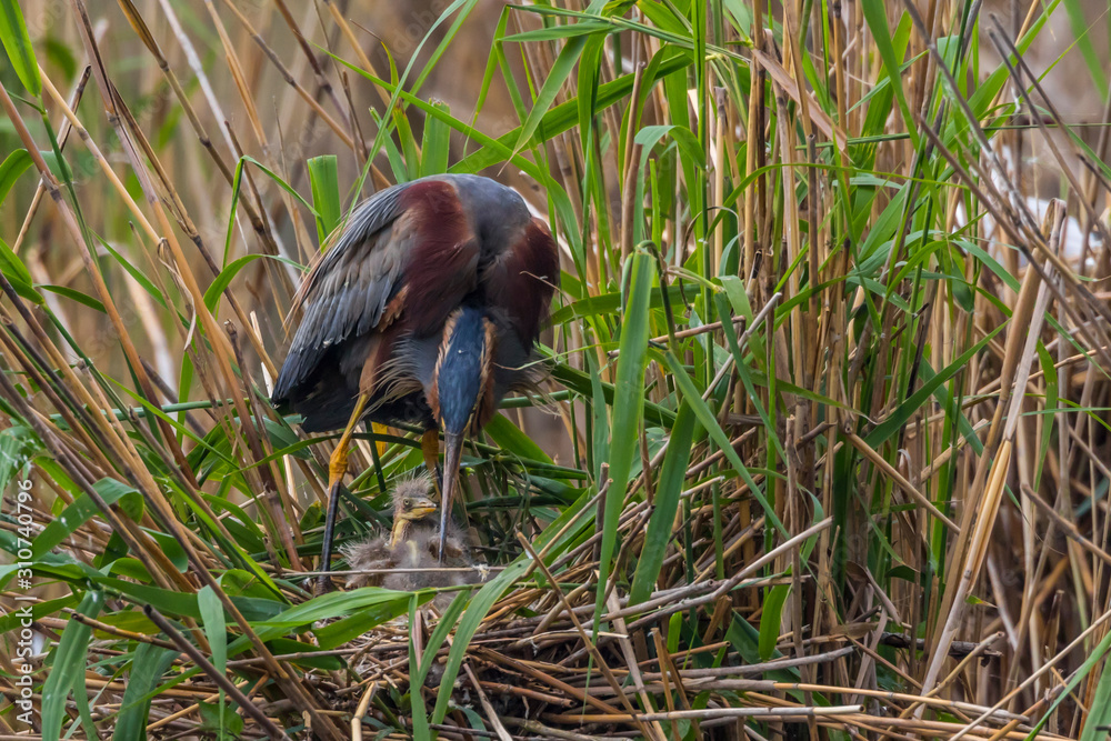 Purple heron (Ardea purpurea)