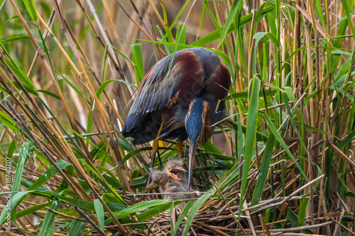 Purple heron (Ardea purpurea) photo