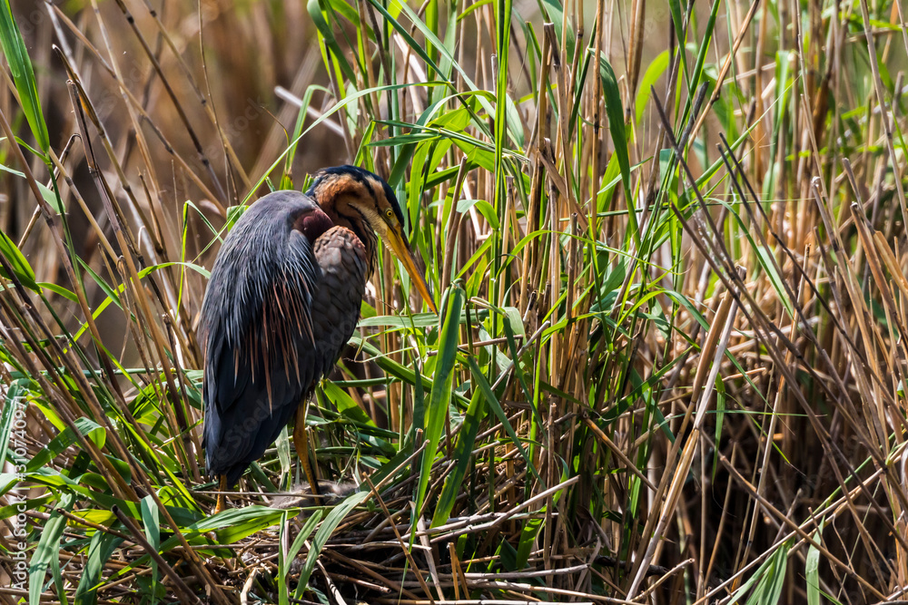 Purple heron (Ardea purpurea)