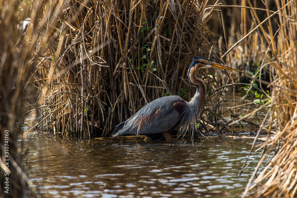 Purple heron (Ardea purpurea)