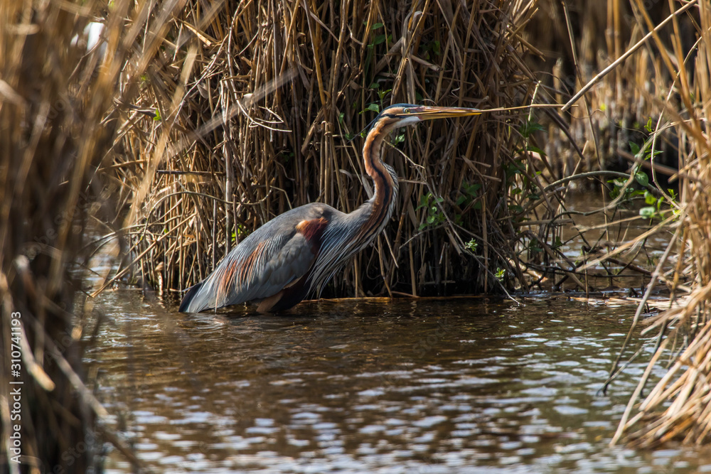 Purple heron (Ardea purpurea)