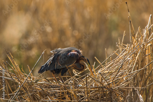 Obraz na płótnie Purple heron (Ardea purpurea) w salonie